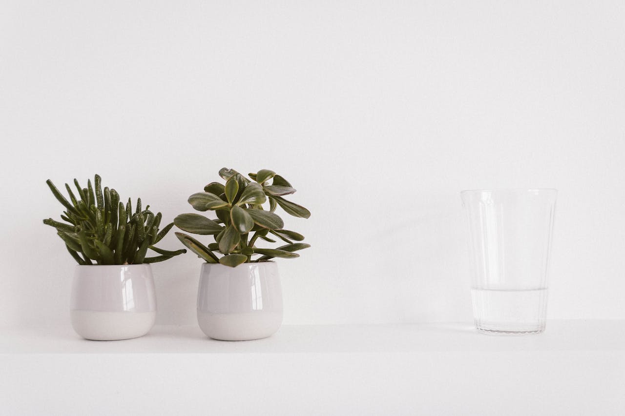 Simple arrangement of succulent plants in white pots with a clear glass, perfect for home decor.